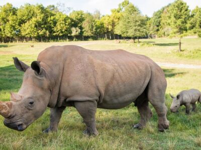 see-rhino-babies-born