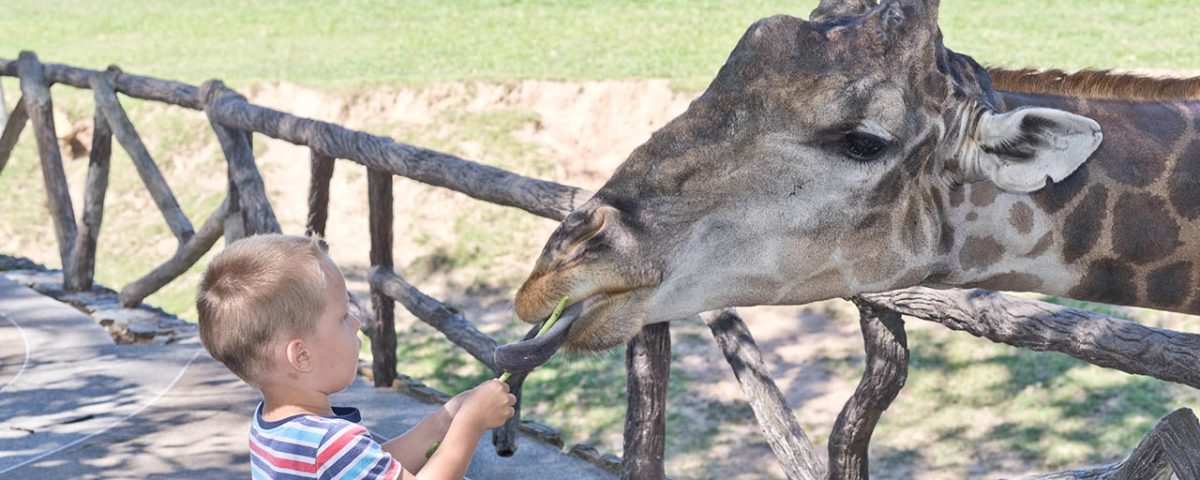 North Carolina Zoo is a great place to feed the giraffe while staying at Jellystone Park™ in Asheboro NC