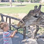 North Carolina Zoo is a great place to feed the giraffe while staying at Jellystone Park™ in Asheboro NC